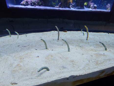 館内のチンアナゴ