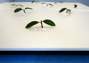 定植板 ブラック&ホワイト